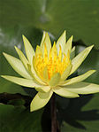 File:Rana esculenta on Nymphaea edit.JPG - Wikipedia