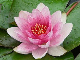 water lily (Nymphaea tetragona)