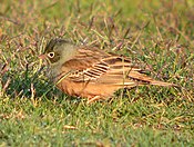 ORTOLAN BUNTING Emberiza hortulana (8468674634).jpg