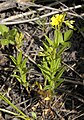 Oenothera perennis (4252101042).jpg