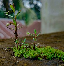 Oldenlandia corymbosa with moss.jpg