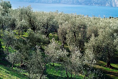 Oliveto di olio Garda DOP sul Lago di Garda