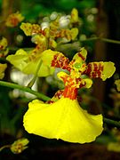 Oncidium lineoligerum