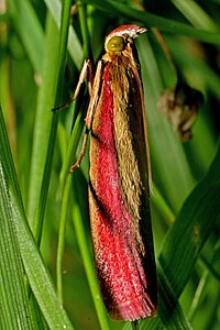 Oncocera semirbubella3.jpg