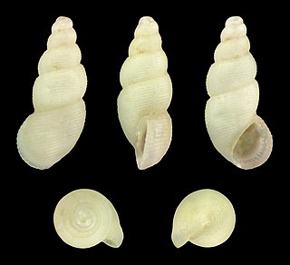 <i>Onoba aculeus</i> Species of gastropod