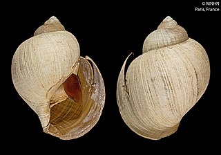 <i>Oocorys</i> Genus of gastropods
