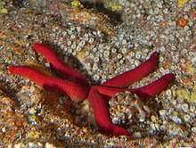 A image of a starfish, the ophidiaster ophidianius