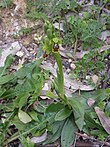 Ophrys fusca Link.JPG