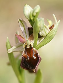 Ophrys morisii (gros plan) .jpg