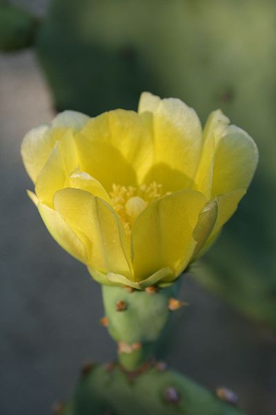 File:Opuntia stricta var. dillenii.jpg