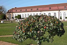 Garden OrangerieAnsbach.jpg