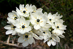 Ornithogalum arabicum JPG1b.jpg