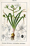 Ornithogalum umbellatum Sturm34.jpg