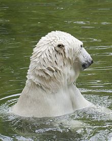 Ursus maritimus - Wikipedia, la enciclopedia libre