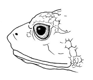 Cannatellas plump toad Species of amphibian