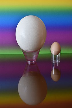 Ostrich egg versus chicken egg.