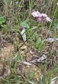 Oxalis bifida habitus South Africa - Cape Town Devil's Peak