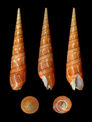 <i>Oxymeris dimidiata</i> Species of gastropod