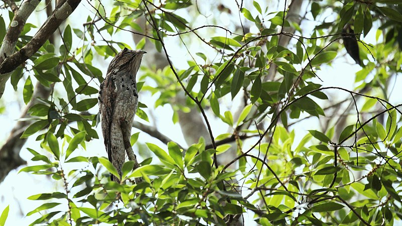 File:Pájaro Estaca Norteño - panoramio.jpg