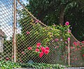 * Предлог Roses and fence in front of the manor house «Lieleg» on Hauptstraße #102, Pörtschach, Carinthia, Austria -- Johann Jaritz 02:01, 2 June 2024 (UTC) * Поддршка  Support Good quality. --Plozessor 03:56, 2 June 2024 (UTC)