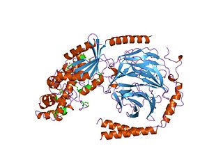 <span class="mw-page-title-main">G alpha subunit</span>