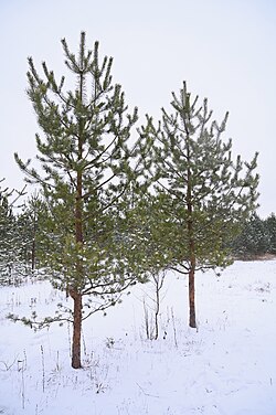 PIH 1830 Scots Pine (Pinus sylvestris) graft clone collection in Röykkä Finland.jpg