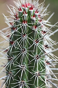 Pachycereus hollianus pm.jpg