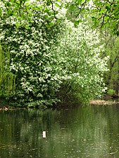 Prunus padus