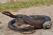 Kolkata, West Bengal (India) Painted Keelback (X.cerasogaster).jpg