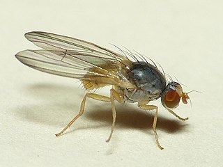 <i>Palloptera ustulata</i> Species of fly