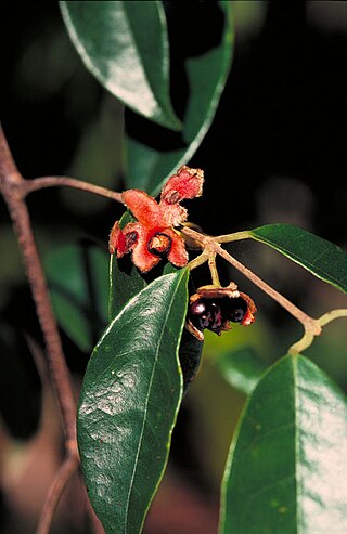 <i>Palmeria scandens</i> Species of plant in the family Monimiaceae