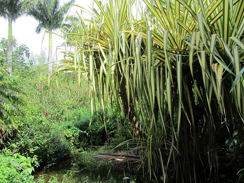 File:Pandanus baptistii (7374377600).jpg