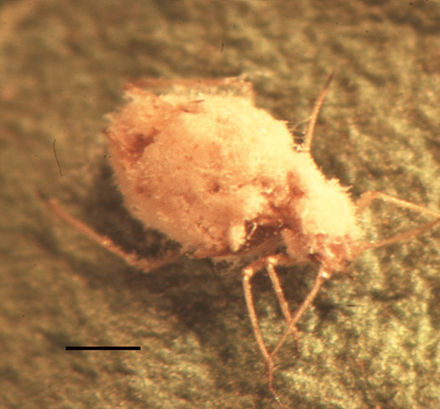 Green peach aphid, a pest in its own right and a vector of plant viruses, killed by the fungus Pandora neoaphidis (Zygomycota: Entomophthorales) Scale bar = 0.3 mm.