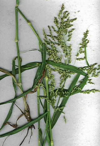 <i>Panicum antidotale</i> Species of grass