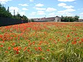 Papaver rhoeas