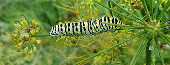 Oruga de la mariposa machaón comiendo hinojo.