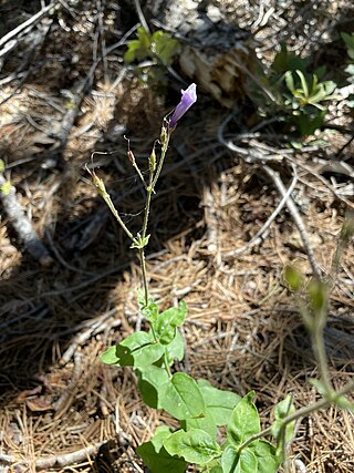 <i>Penstemon personatus</i> Species of flowering plant