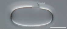 Image 1. Empty Actinotaenium cell excised by Orciraptor, with lid attached. Perforated Actinotaenium cell with lid.webp