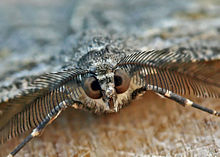 The head of a male Peribatodes rhomboidaria Peribatodes rhomboidaria - male - head macro (2007-09-05).jpg