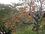 Persimmons yamagata 2005-10.JPG