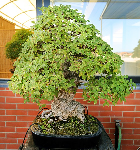 File:Pescia, museo del bonsai, ulmus campestris, stile moyogi (eretto informale), da europa, circa 40 anni.jpg