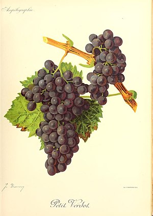 Petit verdot - Ampélographie.jpg