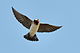 Petrochelidon pyrrhonota -flight -Palo Alto Baylands-8.jpg
