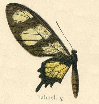 <i>Parides hahneli</i> Species of butterfly