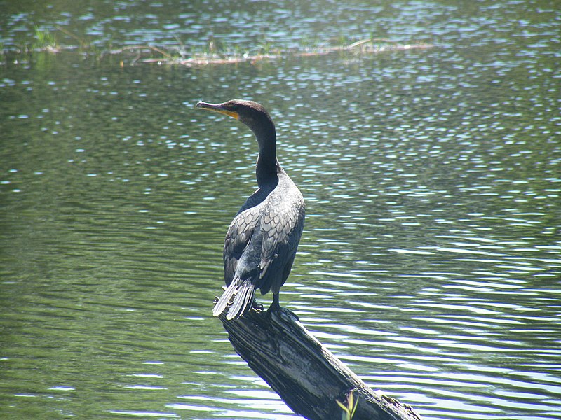 File:Phalacrocoax auritus - cormorant from Florida.JPG