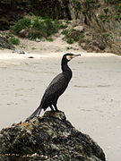 Un grand cormoran, au Pays de Galles