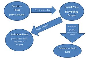 Pursuit Predation