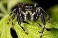 Phidippus clarus male