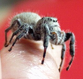 Phidippus octopunctatus