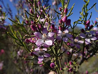 <i>Philotheca brucei</i> species of plant